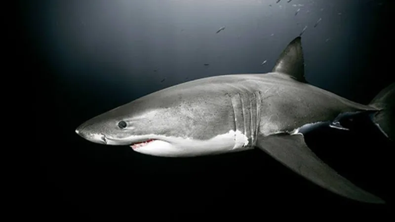 Regard sur la Création : Le requin