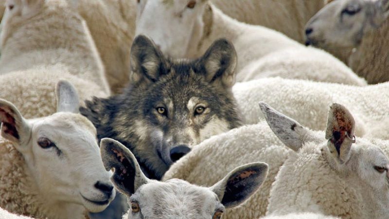 Le loup dans la bergerie – R.P Barbara