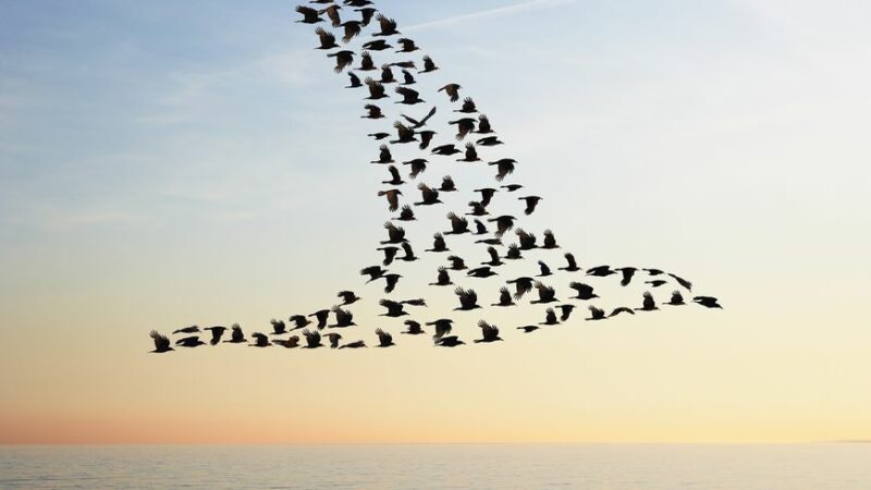 Documentaire : Le génie du vol des oiseaux