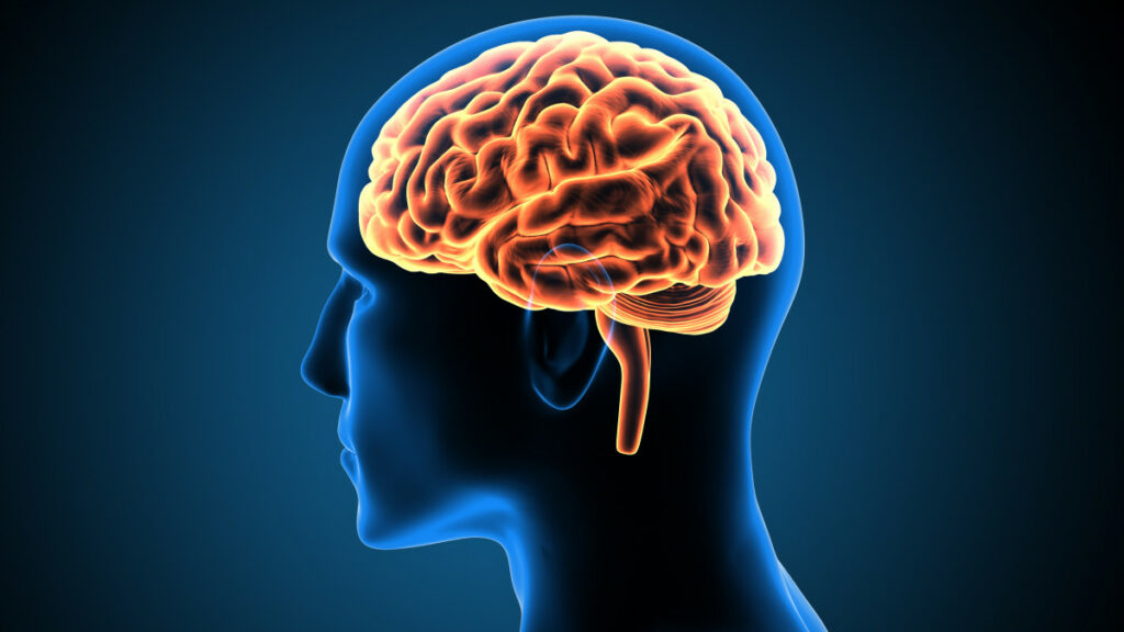 cerveau programmé