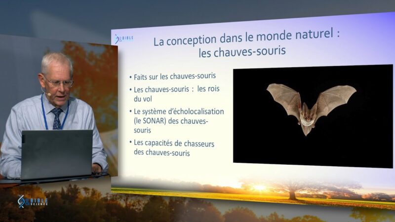 Les chauves-souris, incroyables merveilles de la Création